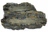Mammoth Molar Slice With Case - South Carolina #144259-1